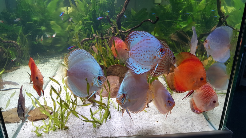 868562martin_schols_0_85_aquariu.jpg