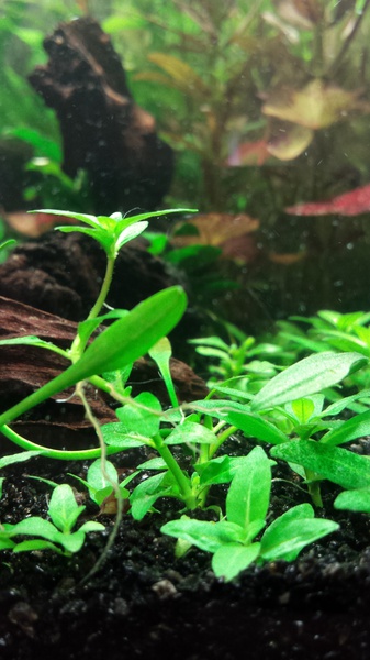 874263catcorp_0_85_aquarium_nieu.jpg