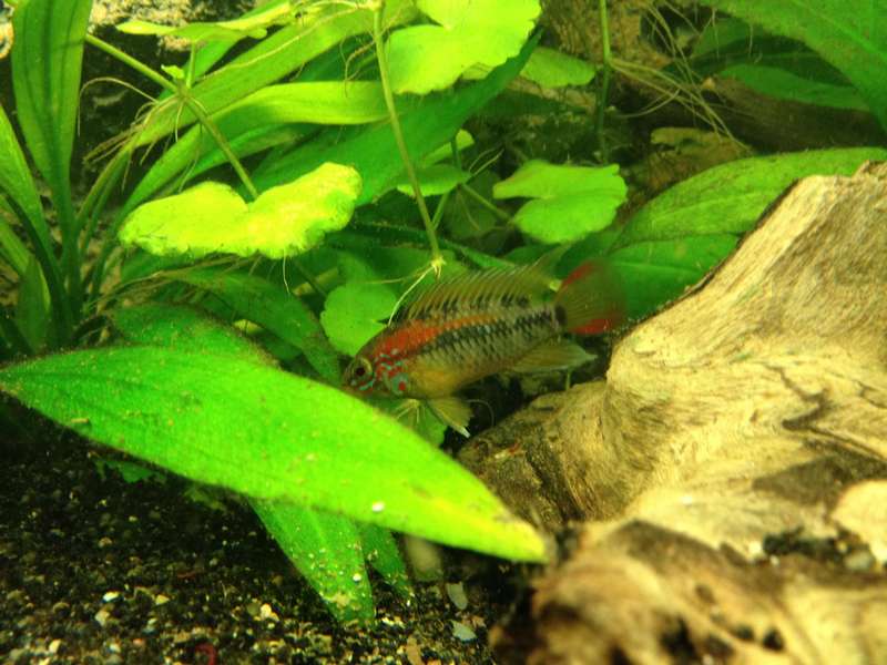 882381hakkiee_0_82_hakkieeapistogramma_viejita_man.jpg