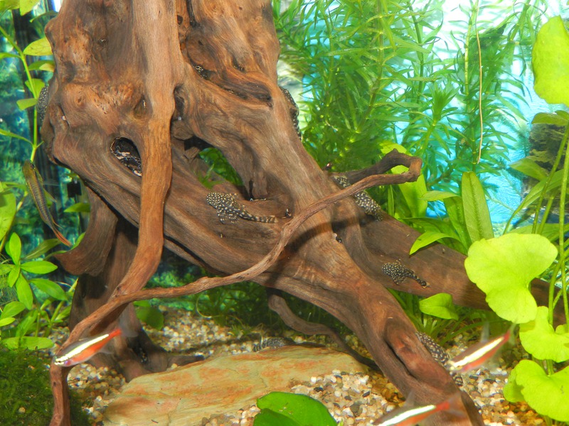 884827jensdb_0_85_fishie.jpg