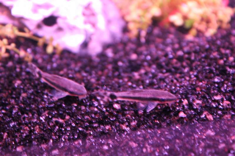 886687popol_0_82_aquar21.jpg