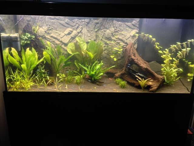 892925_0_82_corydoras_7.jpg