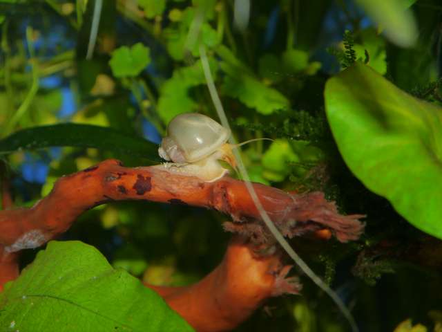 894885_0_82_tropisch_aquarium_okt_13_034.jpg