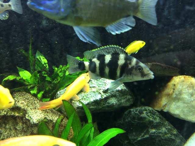914159aquaria17_0_84_image5.jpg