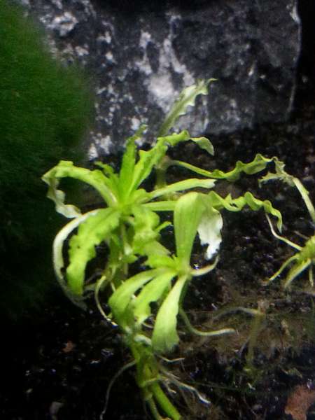 927159jakkie30_0_82_pogostemon.jpg