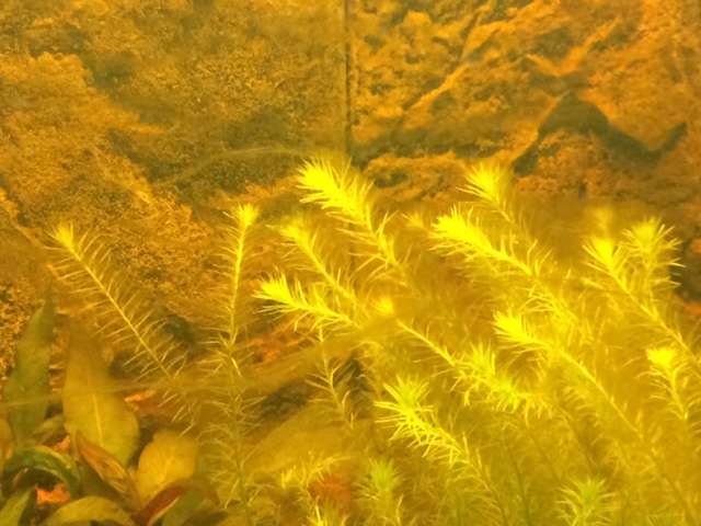 934934tamara1988_0_82_aquarium_25.jpg