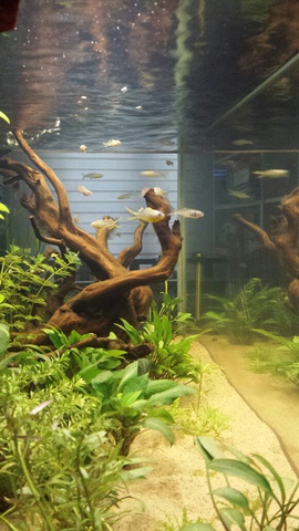 935293susan84_0_85_aquarium_1.jpg
