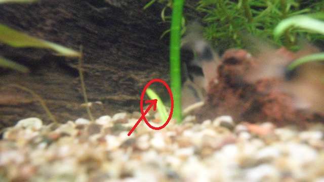 942857_0_82_plant.jpg