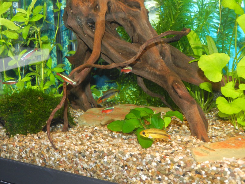 944349jensdb_0_85_fishie.jpg