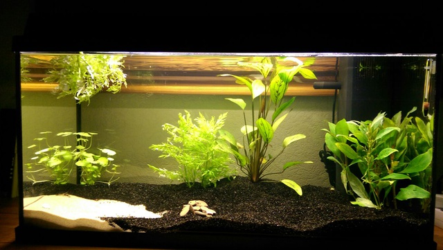 945161jojet_0_85_aquariu.jpg