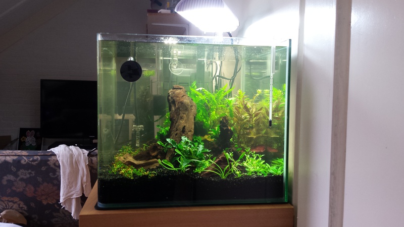 945543catcorp_0_85_aquarium_nieu.jpg