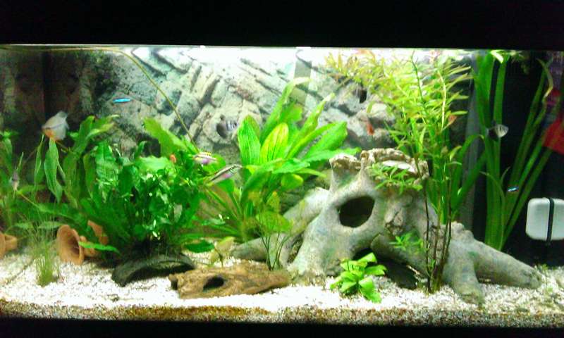 947821_0_82_grote_aquarium_en_kleine_en_nog_veel_zooi_101.jpg