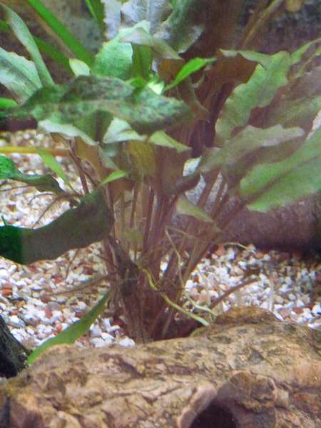 964234_0_82_middenplant.jpg