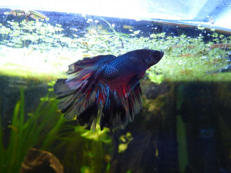 965623_0_82_aquarium_057.jpg
