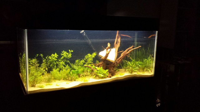 966369susan84_0_85_aquarium_1.jpg
