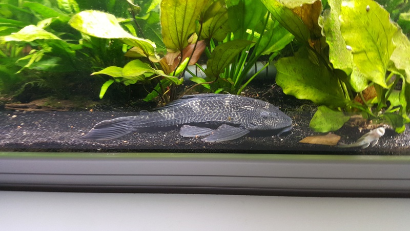 968475martin_schols_0_85_aquariu.jpg