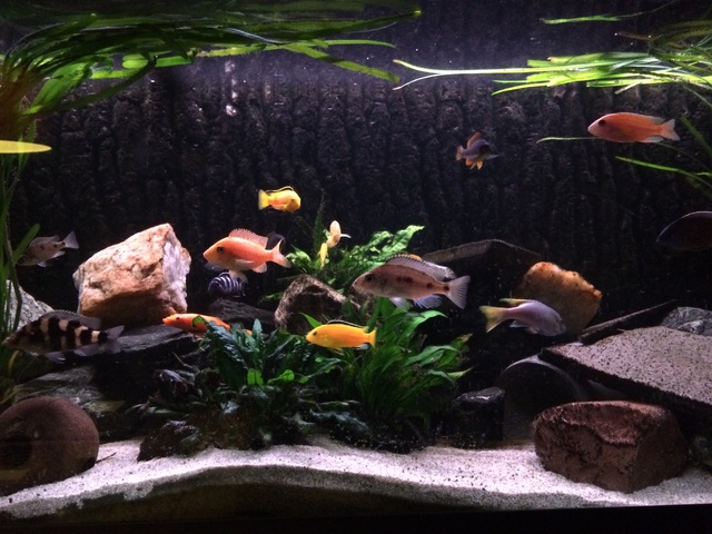 981933aquaria17_0_84_image8.jpg