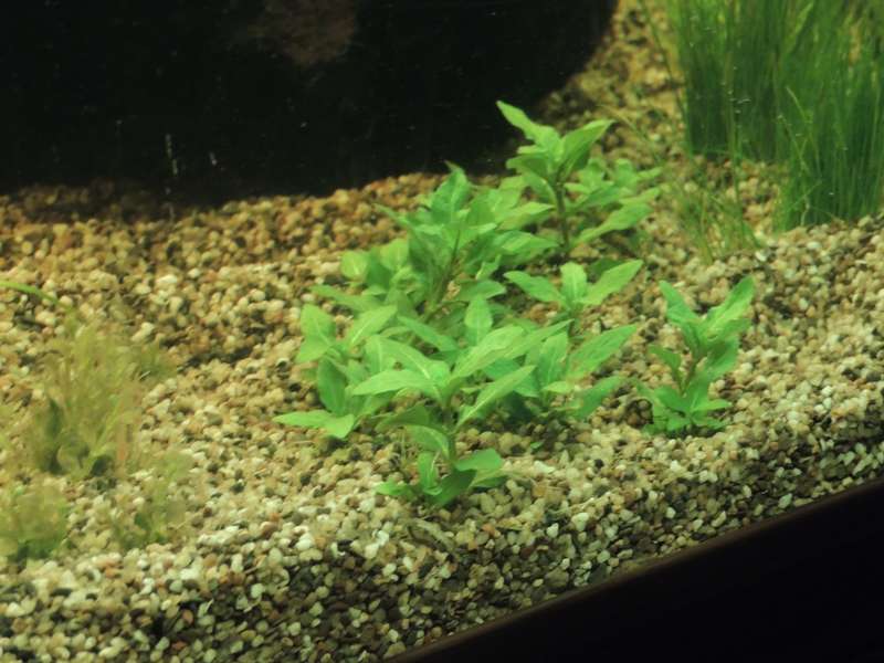 982231tamara1988_0_82_aquarium_23.jpg