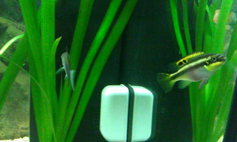 984769_0_82_grote_aquarium_en_kleine_en_nog_veel_zooi_065.jpg