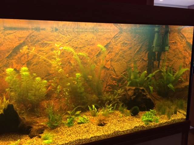989957tamara1988_0_82_aquarium_29.jpg