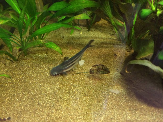 994616aquaria17_0_84_image3.jpg