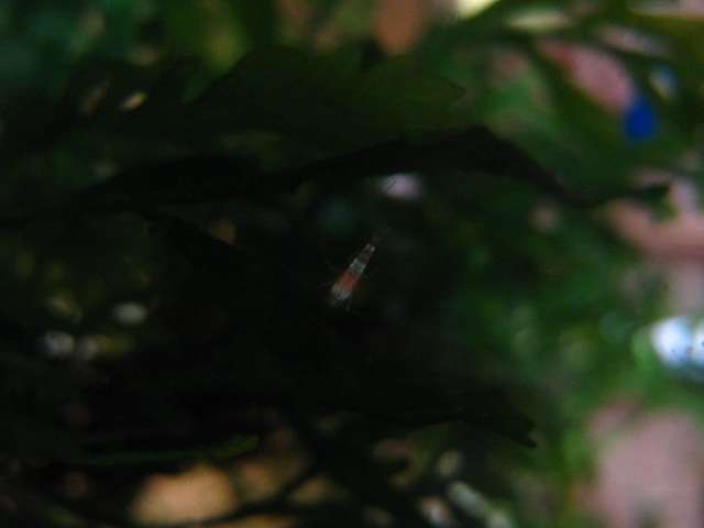 996134kimelderhorst_0_82_img_3592.jpg