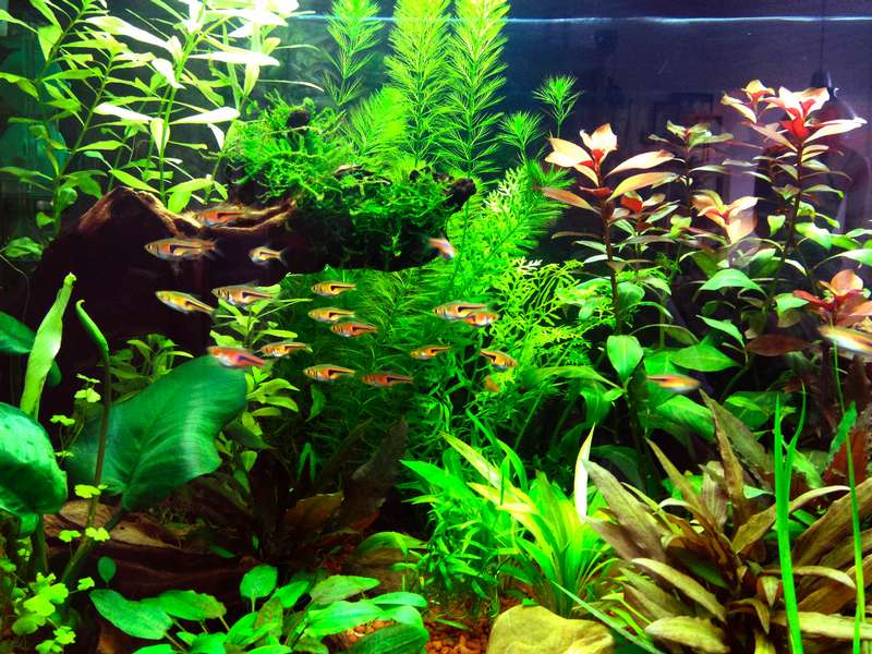 996989butternutsquash_0_82_aquarium_6_weken_3.jpg
