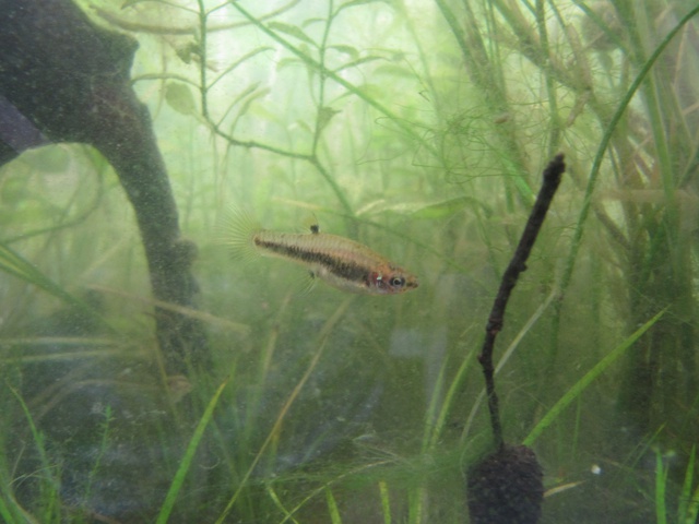 997818kimelderhorst_0_85_2206201.jpg
