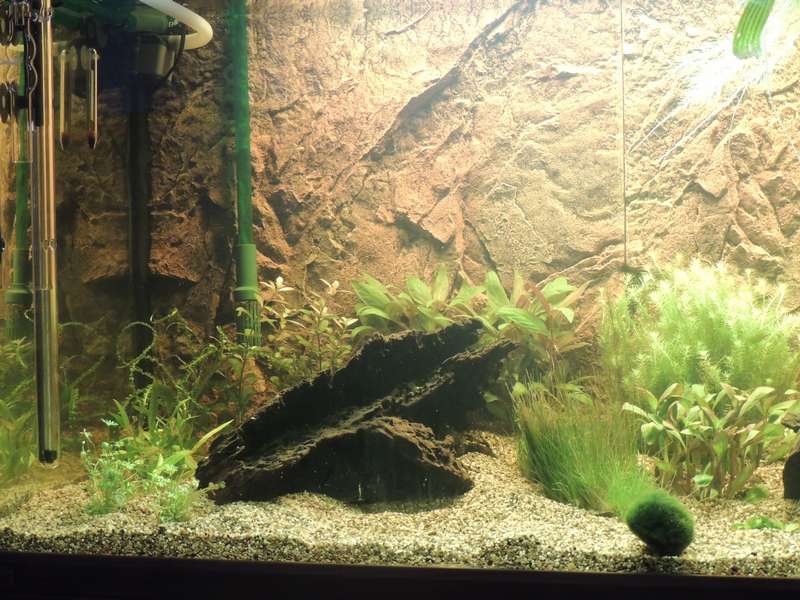 998685tamara1988_0_82_aquarium_14.jpg