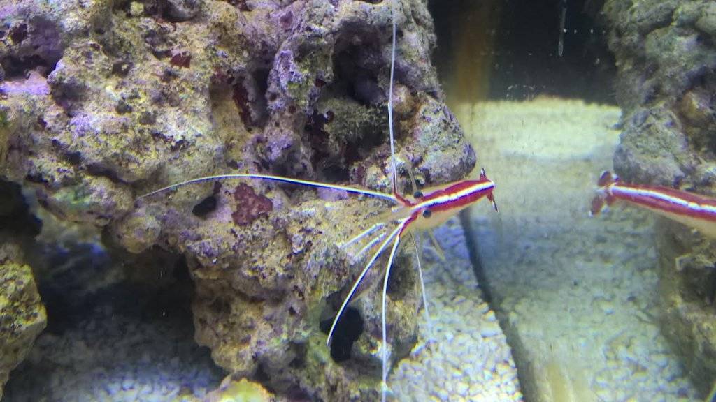 aankoop 12 5 17 1.jpg