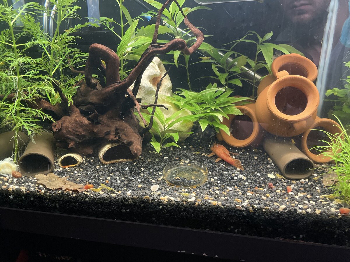 ancistrus red 1.jpg
