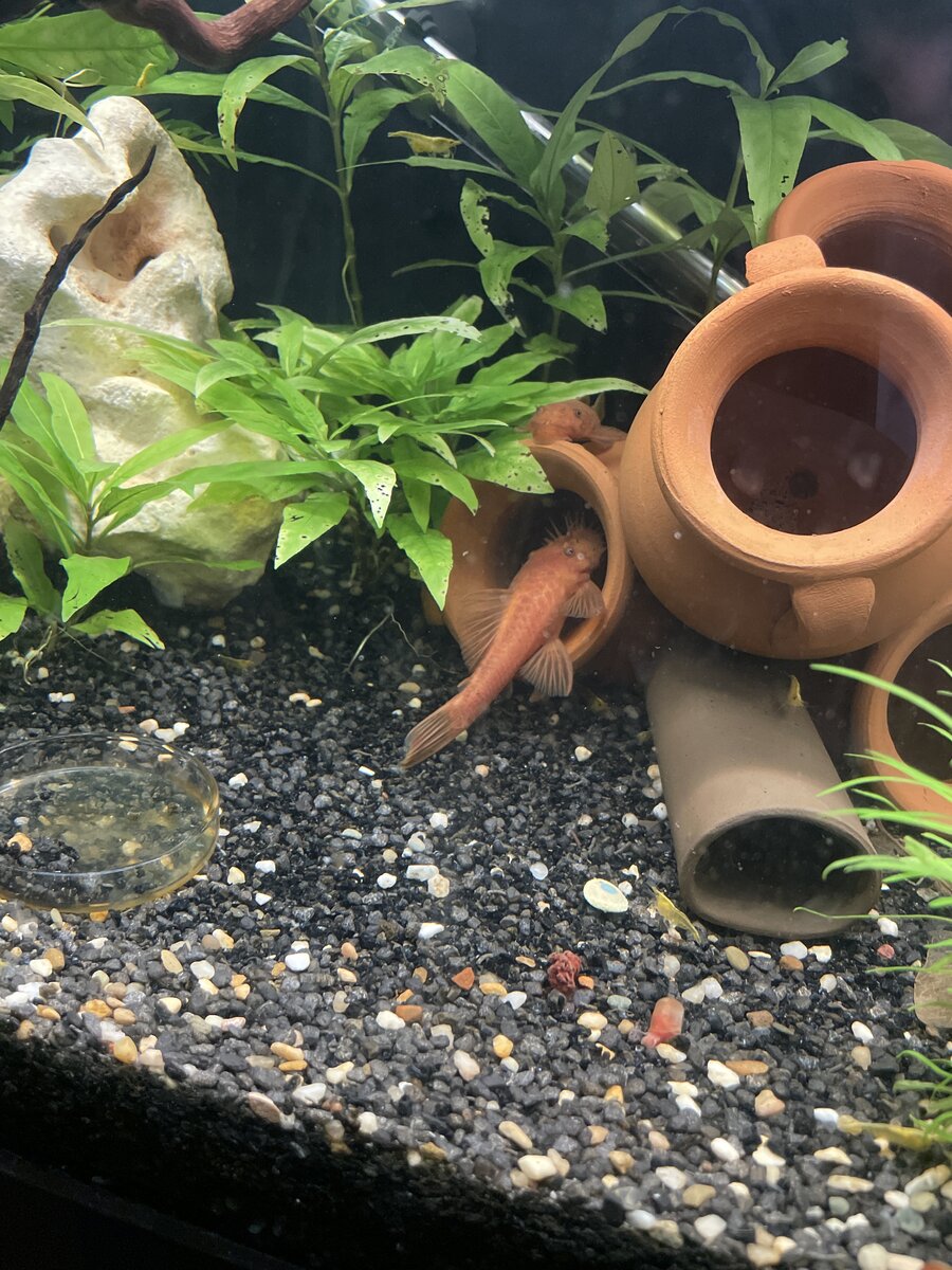 ancistrus red 2 .jpg