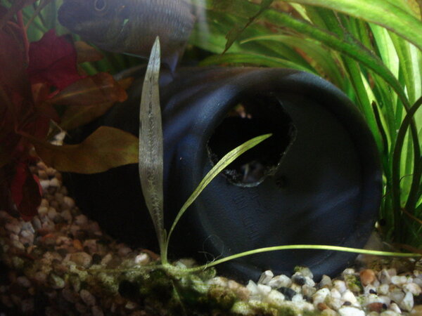 Aquaristiek 006.JPG