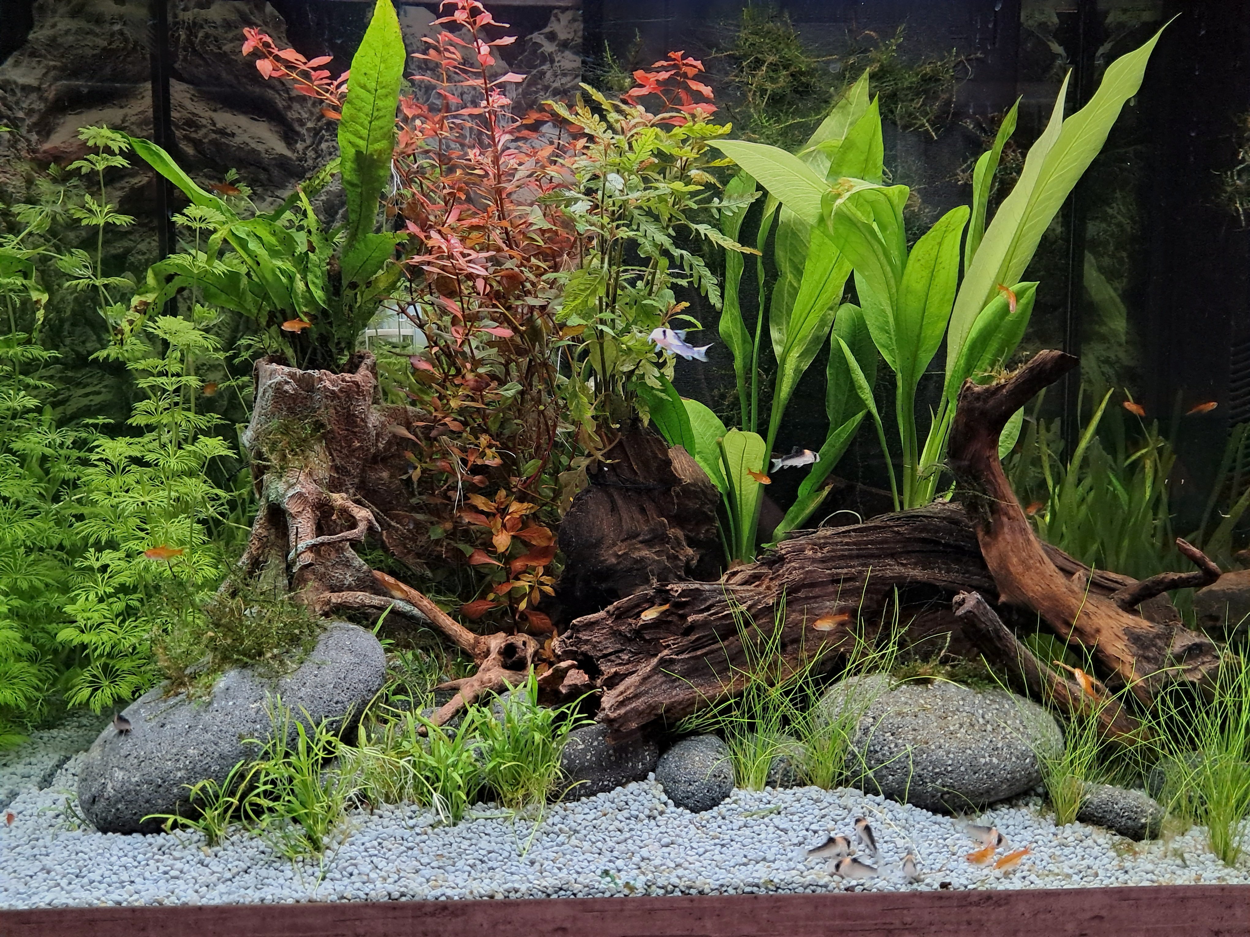 aquarium 12-06-25.jpg