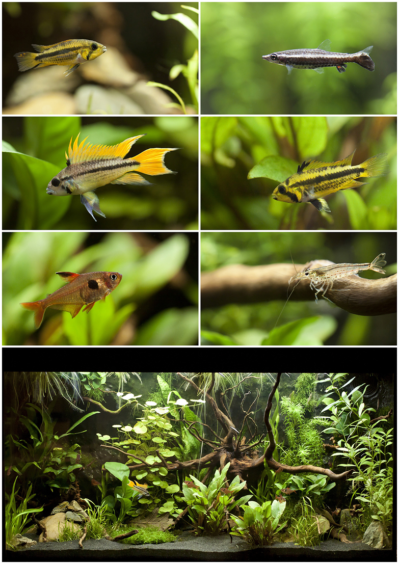 Aquarium collage internet.jpg