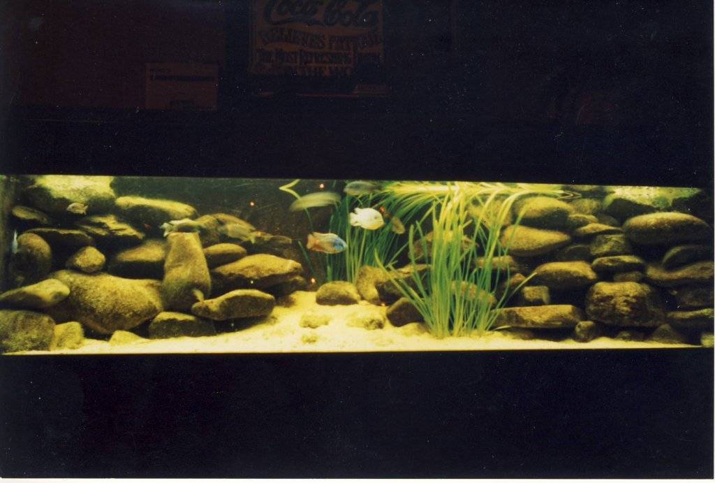 Aquarium .JPG