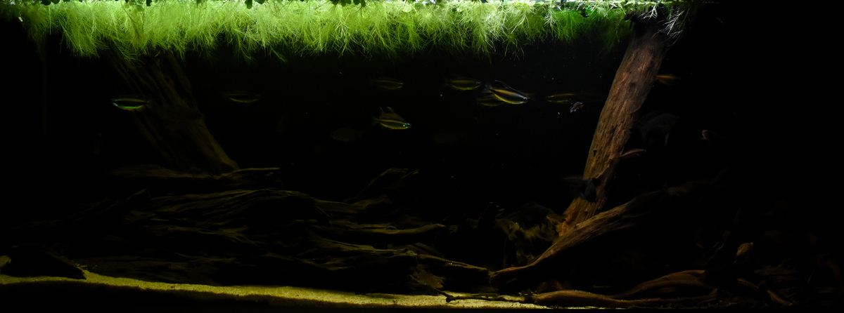 Aquarium totaal 130.jpg