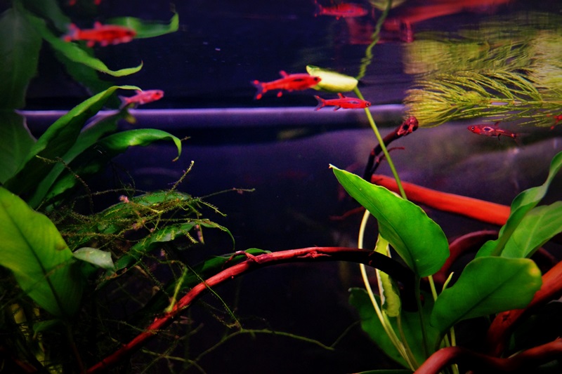 aquarium2..jpg