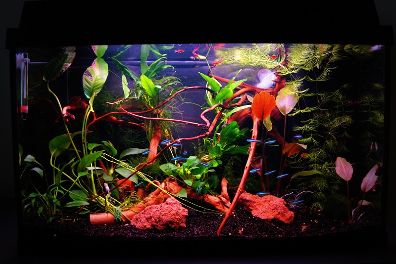 aquarium4..jpg