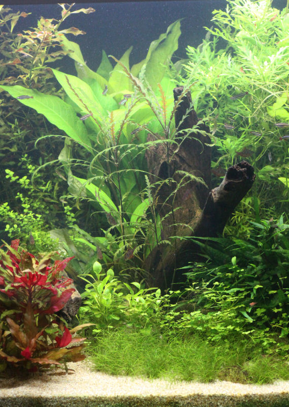 aquarium_2016_04_28_06.jpg