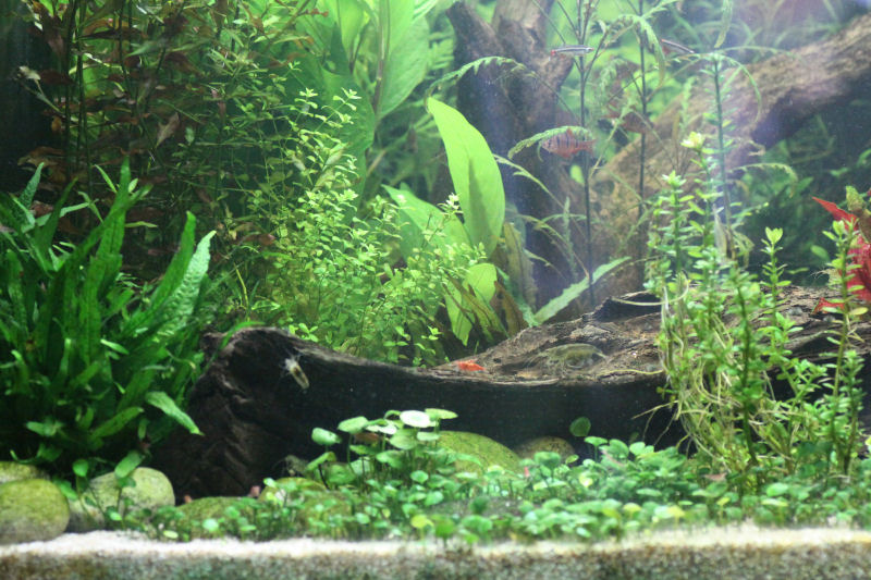 aquarium_2016_04_28_08.jpg