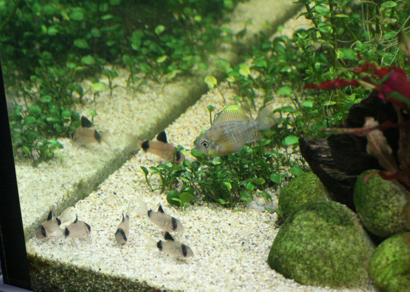 aquarium_2016_04_28_09.jpg