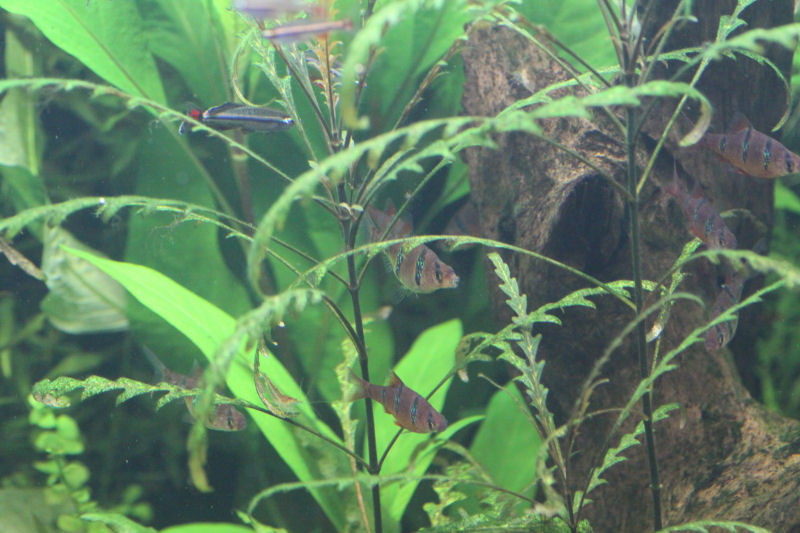 aquarium_2016_04_28_10.jpg