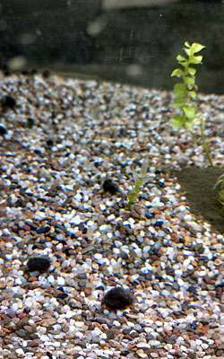 aquariumdingen1_kl.jpg
