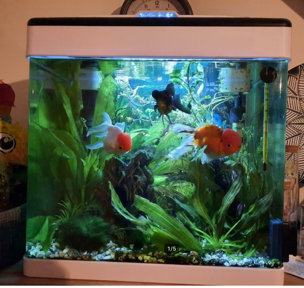 Ashampoo_Snap_donderdag 9 december 2021_22h11m1s_003_= Aquarium � Vissen Aquaria en Toebehoren...png