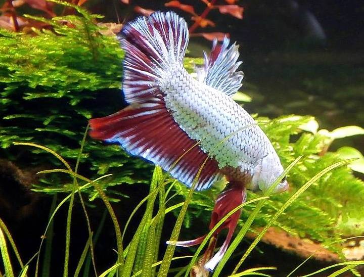 Betta.jpg