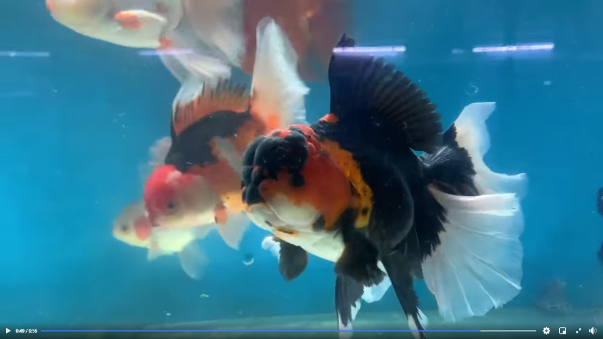 Black red oranda.png