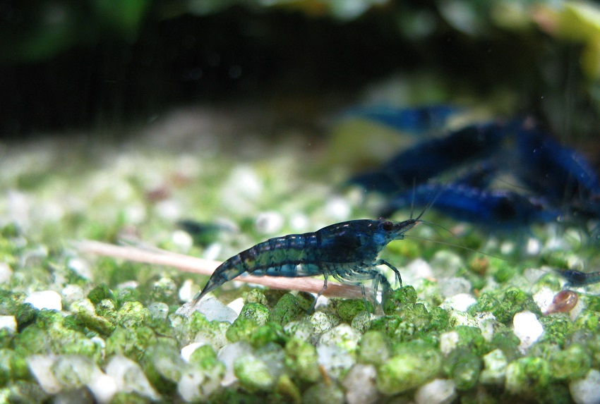 blauw3.jpg