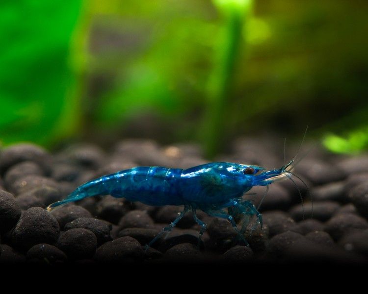 blauw3.jpg