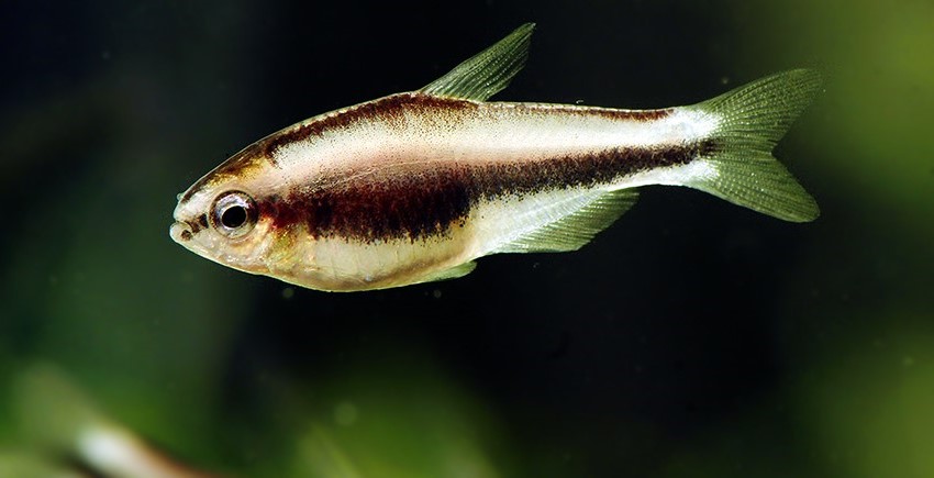 Borraras brigittae.jpg